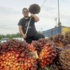 Saking Suburnya Tanah Melayu, Riau Menjadi Peringkat ke 2 se Indonesia Daerah Penghasil Pertanian Terbesar