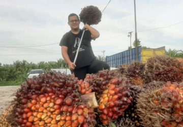 Saking Suburnya Tanah Melayu, Riau Menjadi Peringkat ke 2 se Indonesia Daerah Penghasil Pertanian Terbesar