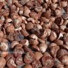 Harga Pinang Kering di Riau Mengalami Kenaikan, Ini Penjelasan Kadis Perkebunan Riau