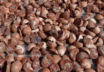Harga Pinang Kering di Riau Mengalami Kenaikan, Ini Penjelasan Kadis Perkebunan Riau