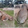 Tumpukan Kayu berbacode  Diduga Ilegal Loging, Ditemukan di Lintam Ujung Batu Rohul