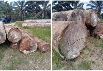 Tumpukan Kayu berbacode  Diduga Ilegal Loging, Ditemukan di Lintam Ujung Batu Rohul