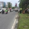Hindari Pohon Tumbang, Fortuner Terguling Usai Pengemudi Banting Setir