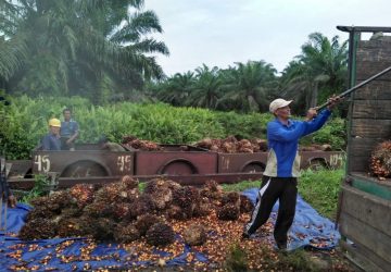 Petani KKPA Laporkan Koperasi Meskom Sejati Ke Polda Riau