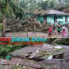 Satu Unit Rumah di Desa Sungai Rambai Kampar Kiri Tertimpa Pohon Akibat Puting Beliung