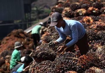 Pengamat Pertanyakan Nasib 30 Juta Ton CPO Ekspor Usai Dilarang Jokowi