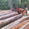 SALAMBA: Deforestasi Hutan Konservasi Bukit Suligi Memprihatinkan