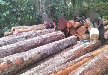 SALAMBA: Deforestasi Hutan Konservasi Bukit Suligi Memprihatinkan