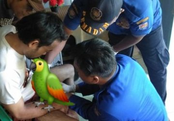 Viral, Alat Vital Warga Cilacap Kejepit Cincin, Proses Evakuasi Petugas Damkar Bikin Ngilu