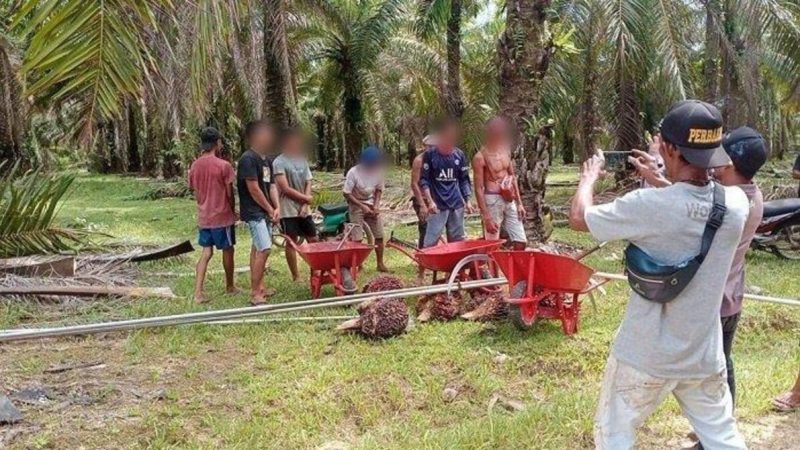 7 Pelaku Pencuri Sawit Ditangkap, Ratusan Warga Merugi Rp 900 Juta