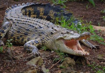 Warga Indragiri Hilir Tewas Diterkam Buaya, Sempat Hilang Diseret ke Tengah Sungai