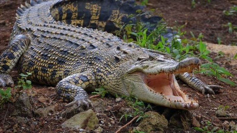 Warga Indragiri Hilir Tewas Diterkam Buaya, Sempat Hilang Diseret ke Tengah Sungai
