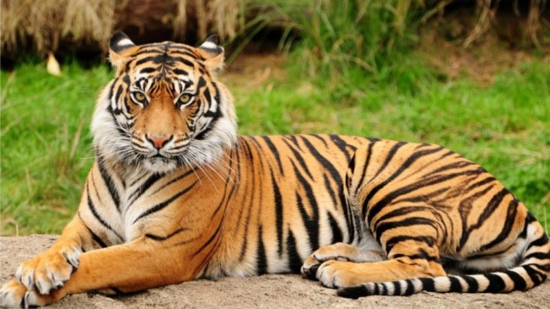 Dua Harimau Sumatra Dilepas Ke Habitat Alami Taman Nasional Kerinci Seblat