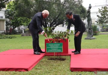 Presiden Jokowi dan Presiden Jerman Frank-Walter Steinmeier Tanam Pohon Cendana di Istana Bogor