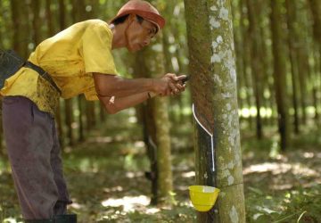 Harga Karet di Pabrik Rp22.600 Per Kilogram, Bagimana di Tingkat Petani Riau?