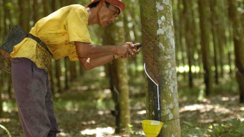 Harga Karet di Pabrik Rp22.600 Per Kilogram, Bagimana di Tingkat Petani Riau?