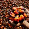 Larangan Ekspor CPO Dicabut, Gubernur Syamsuar: Harga Sawit Petani di Riau Belum Normal