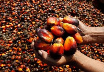 Larangan Ekspor CPO Dicabut, Gubernur Syamsuar: Harga Sawit Petani di Riau Belum Normal