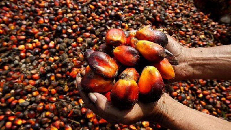 Larangan Ekspor CPO Dicabut, Gubernur Syamsuar: Harga Sawit Petani di Riau Belum Normal
