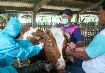 Serahkan 4000 Dosis Vaksin PMK, Syamsuar: Harus Kerja Keras