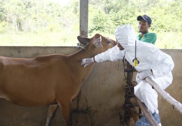 200 Ekor Hewan Ternak di Pekanbaru sudah Divaksin PMK