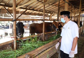 Kemendagri: Daerah Dapat Melakukan Pergeseran Anggaran untuk Penanganan Wabah PMK