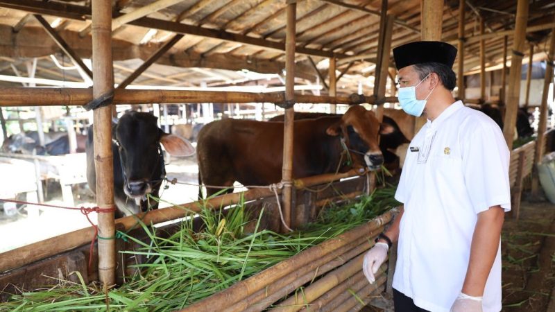 Kemendagri: Daerah Dapat Melakukan Pergeseran Anggaran untuk Penanganan Wabah PMK