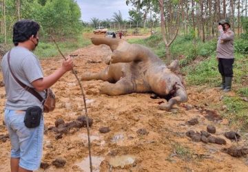 Gajah Betina Mati di Bengkalis, BBKSDA Masih Enggan Ungkap Sebab Kematian