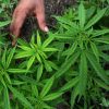 Ganja Diizinkan Dipakai untuk Penelitian Medis, Menkes: Bukan untuk Dikonsumsi