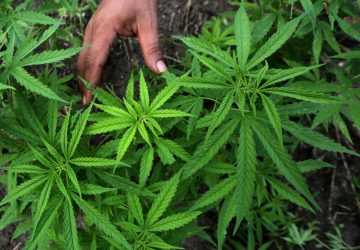 Ganja Diizinkan Dipakai untuk Penelitian Medis, Menkes: Bukan untuk Dikonsumsi
