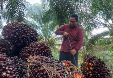 Gubri Segera Kirim Surat ke Presiden terkait Anjloknya Harga Sawit