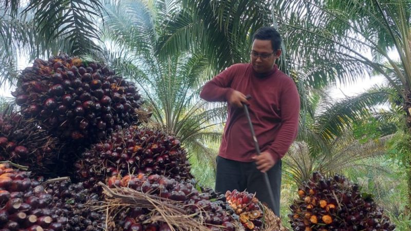 Gubri Segera Kirim Surat ke Presiden terkait Anjloknya Harga Sawit