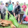 Inspektorat Daerah Kabupaten Bengkalis Kurban 4 Ekor Lembu dan 1 Ekor Kambing