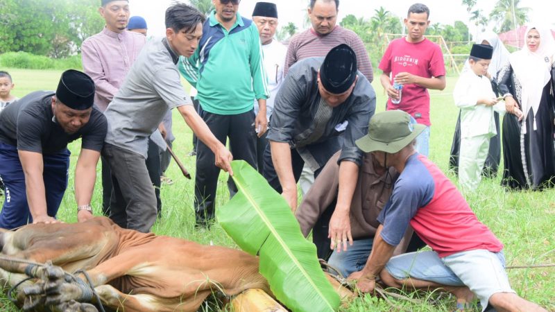 Inspektorat Daerah Kabupaten Bengkalis Kurban 4 Ekor Lembu dan 1 Ekor Kambing