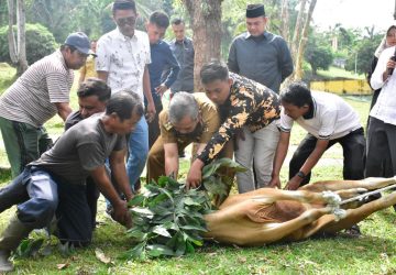 Pj Bupati Kampar Sembelih Hewan Qurban JMSI Kampar