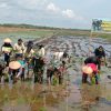 Kodim 0303 Bengkalis Bersama Masyarakat Mentayan Tanam Padi di Sawah Desa Mentayan