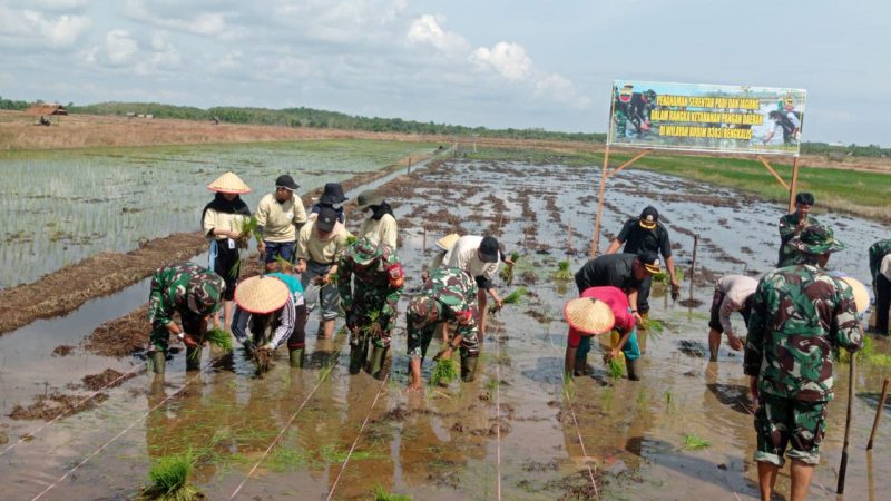Kodim 0303 Bengkalis Bersama Masyarakat Mentayan Tanam Padi di Sawah Desa Mentayan
