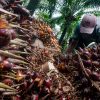 Harga TBS Sawit Riau Naik Rp1.936,81 Sepekan ke Depan
