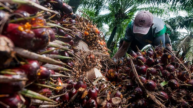 Harga TBS Sawit Riau Naik Rp1.936,81 Sepekan ke Depan