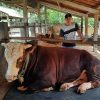 Presiden Beli Sapi Kurban Milik Peternak Pekanbaru, Segini Harganya