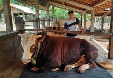 Presiden Beli Sapi Kurban Milik Peternak Pekanbaru, Segini Harganya