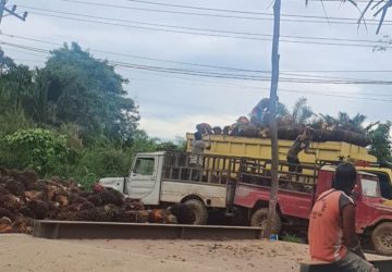 Harga TBS Sawit di Jambi Naik Rp120 per kilogram jadi Rp2.136