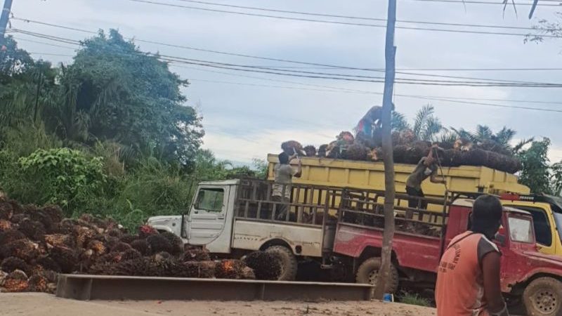 Harga TBS Sawit di Jambi Naik Rp120 per kilogram jadi Rp2.136
