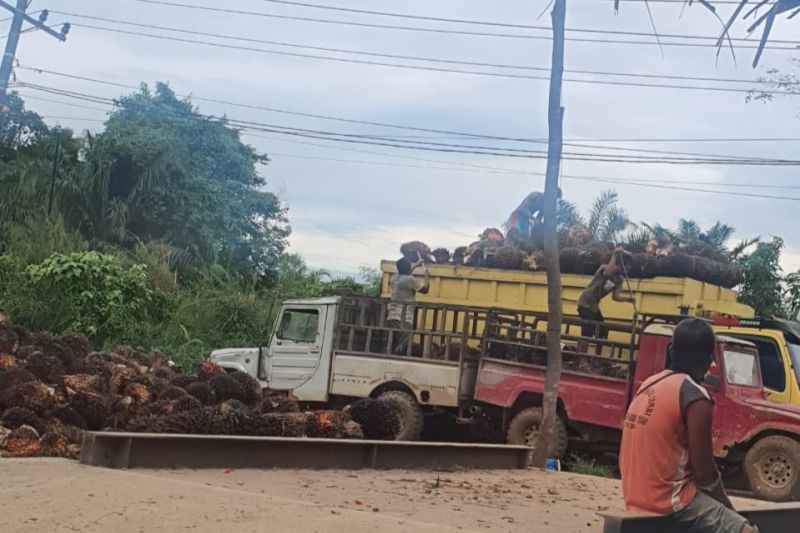 Ilustrasi: Tandan Buah Segar (TBS) kelapa sawit di Jambi.(ANTARA/Nanang Mairiadi)