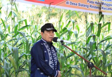 Aspirasi Pemdes Sialang Rindang Pada Panen Raya Jagung Manis, Bupati Rohul H Sukiman : Manfaatkan Lahan Kosong Untuk Pertanian
