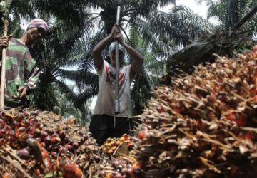 Peneliti: Peningkatan Ekspor Diperlukan Guna Dongkrak Harga TBS Sawit