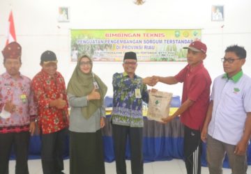 Sekda Arfan Berharap Komoditas Sorgum Bisa Berkembang di Kabupaten Siak