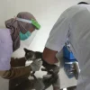 Pemkot Pekalongan berikan vaksinasi rabies gratis