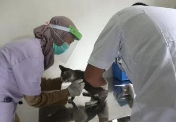 Pemkot Pekalongan berikan vaksinasi rabies gratis