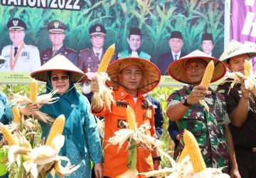 Hari ini Pj Bupati Muba Apriyadi dan Kodim 0401 Panen Jagung di Muba